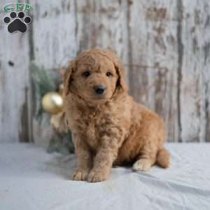 Gunther, Mini Goldendoodle Puppy